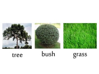 tree bush grass
 