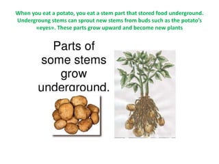 When you eat a potato, you eat a stem part that stored food underground.
Undergroung stems can sprout new stems from buds such as the potato’s
«eyes». These parts grow upward and become new plants
 