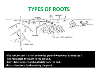 TYPES OF ROOTS
-The root system is often below the ground where you cannot see it.
-The roots hold the plant in the ground.
-Roots take in water and materials from the soil.
-Roots also store food made by the plant.
 