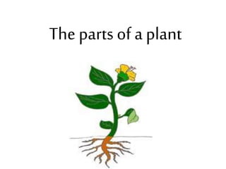 The parts of a plant