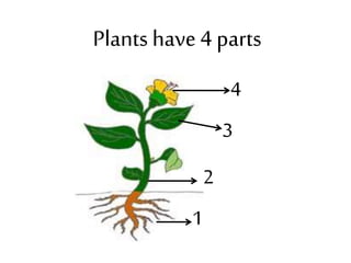 Plants have4 parts
1
2
3
4