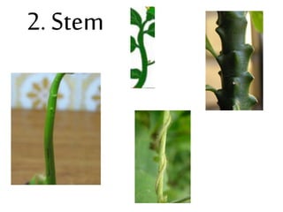 2. Stem