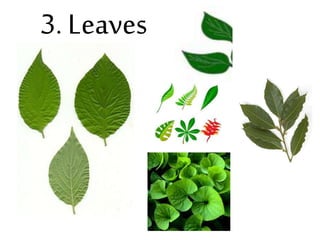 3. Leaves