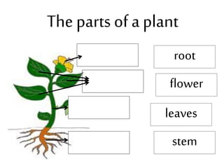 The parts of a plant
root
stem
flower
leaves