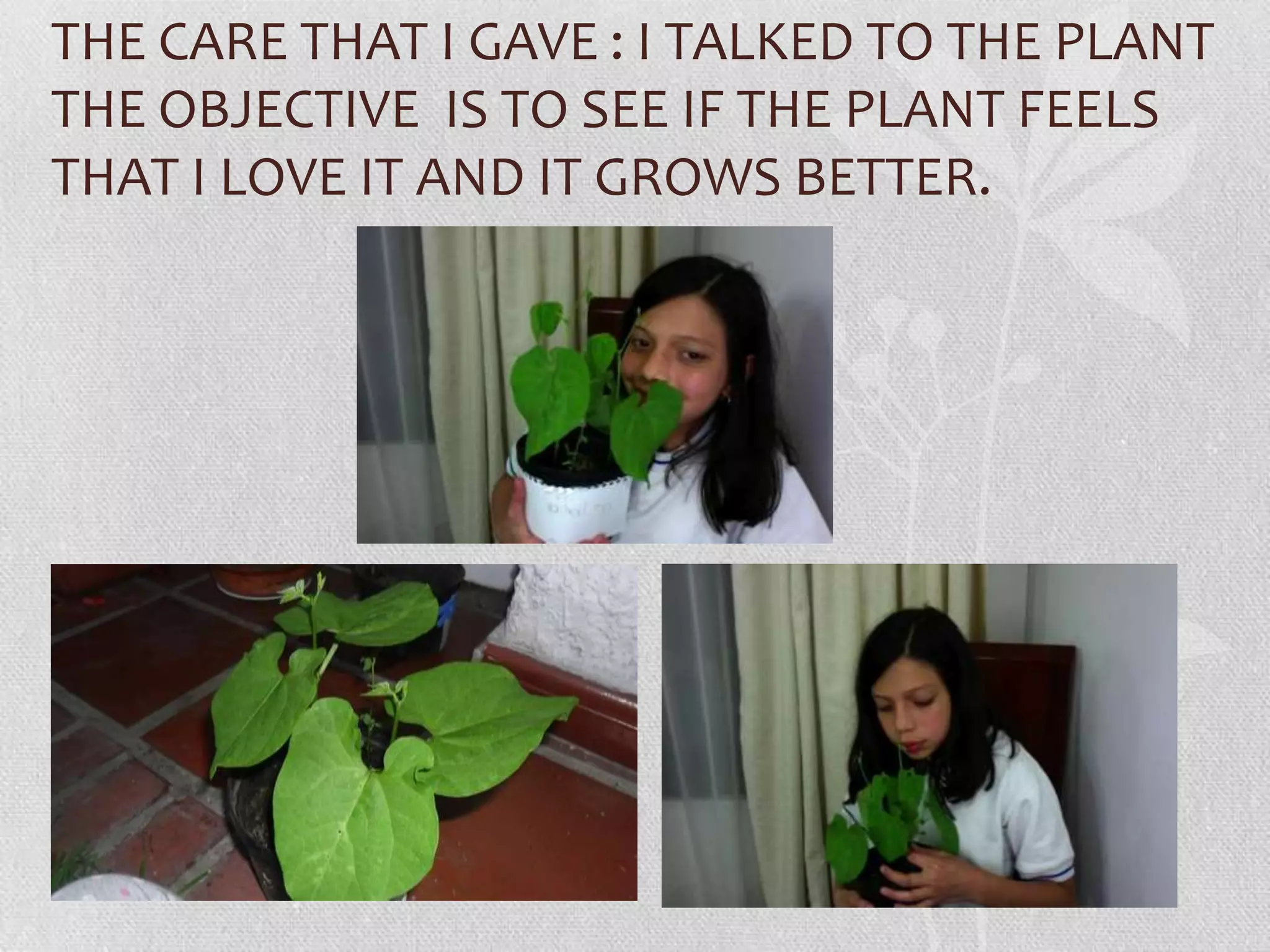 Plants alejandra tovar ramírez (1) | PPT