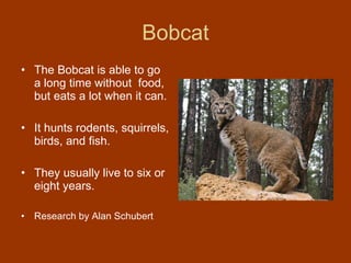 Bobcat The Bobcat is able to go a long time without  food, but eats a lot when it can. It hunts rodents, squirrels, birds, and fish. They usually live to six or eight years. Research by Alan Schubert 