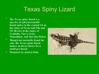 Texas Spiny Lizard The Texas spiny lizard is a species   of  phrynosomatid  lizard native to the central US, in the states of Texas and OK, and NE Mexico in the states of Coahuila, Nuevo León, Tamaulipas, and San Luis Potosí.  Though not normally found for sale, the Texas spiny lizard makes an ideal choice for a small pet lizard. Research by Jessica Kelly 