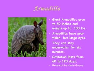 Armadillo Giant Armadillos grow to 59 inches and weighs up to  130 lbs. Armadillos have poor vision, but large eyes. They can stay underwater for six minutes. Gestation lasts from 60 to 120 days. Research by Harlie Guerra 