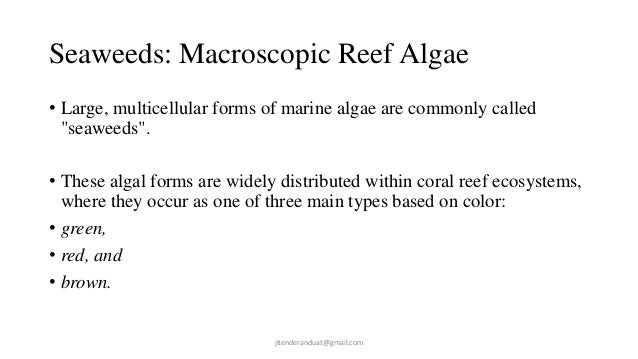 Plants and animals associates of living reef corals