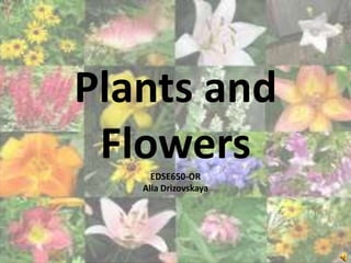 Plants and
 Flowers
     EDSE650-OR
   Alla Drizovskaya
 