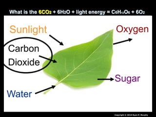 What is the 6CO2 + 6H2O + light energy = C6H12O6 + 6O2
Copyright © 2010 Ryan P. Murphy
Sunlight
Carbon
Dioxide
Water
Oxygen
Sugar
 