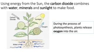 Plants and photosynthesis Unit 3 year 3 | PPTX