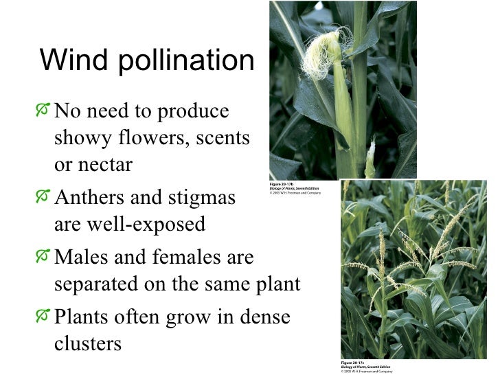 Plants And Pollination Biology