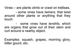 Vines – are plants climb or crawl on trellises.
- some vines have twiners, that twist
around other plants or anything that they
touch
- some vines have tendrils, which
are organs that grow out of their stem and
curl around a nearby object.
Examples: squash, grapes, morning glory,
bitter gourd, etc.
 