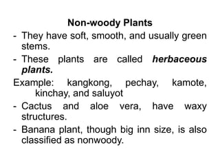Non-woody Plants
- They have soft, smooth, and usually green
stems.
- These plants are called herbaceous
plants.
Example: kangkong, pechay, kamote,
kinchay, and saluyot
- Cactus and aloe vera, have waxy
structures.
- Banana plant, though big inn size, is also
classified as nonwoody.
 