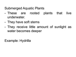 Submerged Aquatic Plants
- These are rooted plants that live
underwater.
- They have soft stems
- They receive little amount of sunlight as
water becomes deeper
Example: Hydrilla
 