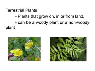 Terrestrial Plants
- Plants that grow on, in or from land.
- can be a woody plant or a non-woody
plant
 