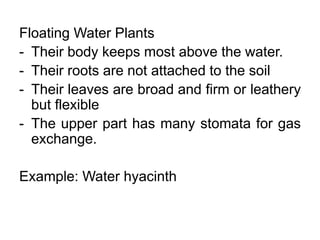 Floating Water Plants
- Their body keeps most above the water.
- Their roots are not attached to the soil
- Their leaves are broad and firm or leathery
but flexible
- The upper part has many stomata for gas
exchange.
Example: Water hyacinth
 