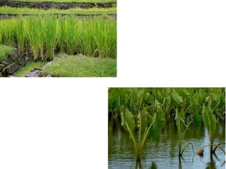 Plants and their habitats