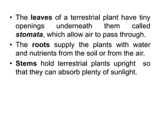 • The leaves of a terrestrial plant have tiny
openings underneath them called
stomata, which allow air to pass through.
• The roots supply the plants with water
and nutrients from the soil or from the air.
• Stems hold terrestrial plants upright so
that they can absorb plenty of sunlight.
 
