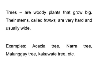 Trees – are woody plants that grow big.
Their stems, called trunks, are very hard and
usually wide.
Examples: Acacia tree, Narra tree,
Malunggay tree, kakawate tree, etc.
 