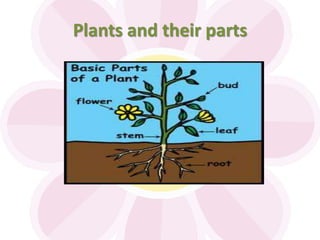 Plants and their parts
 