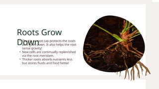 Sense Root Plants and Their Systems Science Presentation in Light Brown Light Blue ...