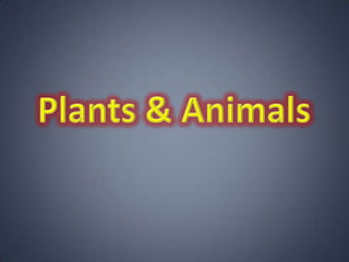 Plants & Animals 