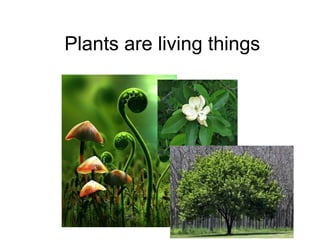 Plants are living things
 