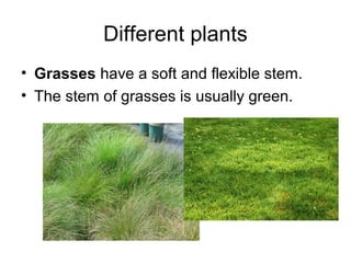 Different plants
• Grasses have a soft and flexible stem.
• The stem of grasses is usually green.
 