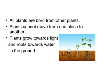 • All plants are born from other plants.
• Plants cannot move from one place to
  another.
• Plants grow towards light
 and roots towards water
  in the ground.
 