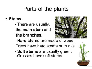 Parts of the plants
• Stems:
     - There are usually,
      the main stem and
      the branches.
     - Hard stems are made of wood.
      Trees have hard stems or trunks.
     - Soft stems are usually green.
       Grasses have soft stems.
 