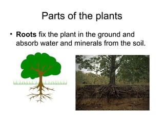 Parts of the plants
• Roots fix the plant in the ground and
  absorb water and minerals from the soil.
 