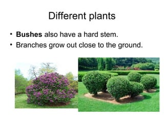 Different plants
• Bushes also have a hard stem.
• Branches grow out close to the ground.
 