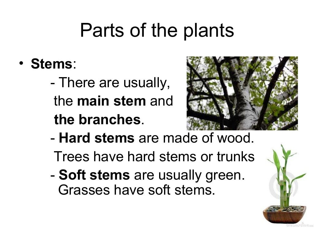 Plants are living things