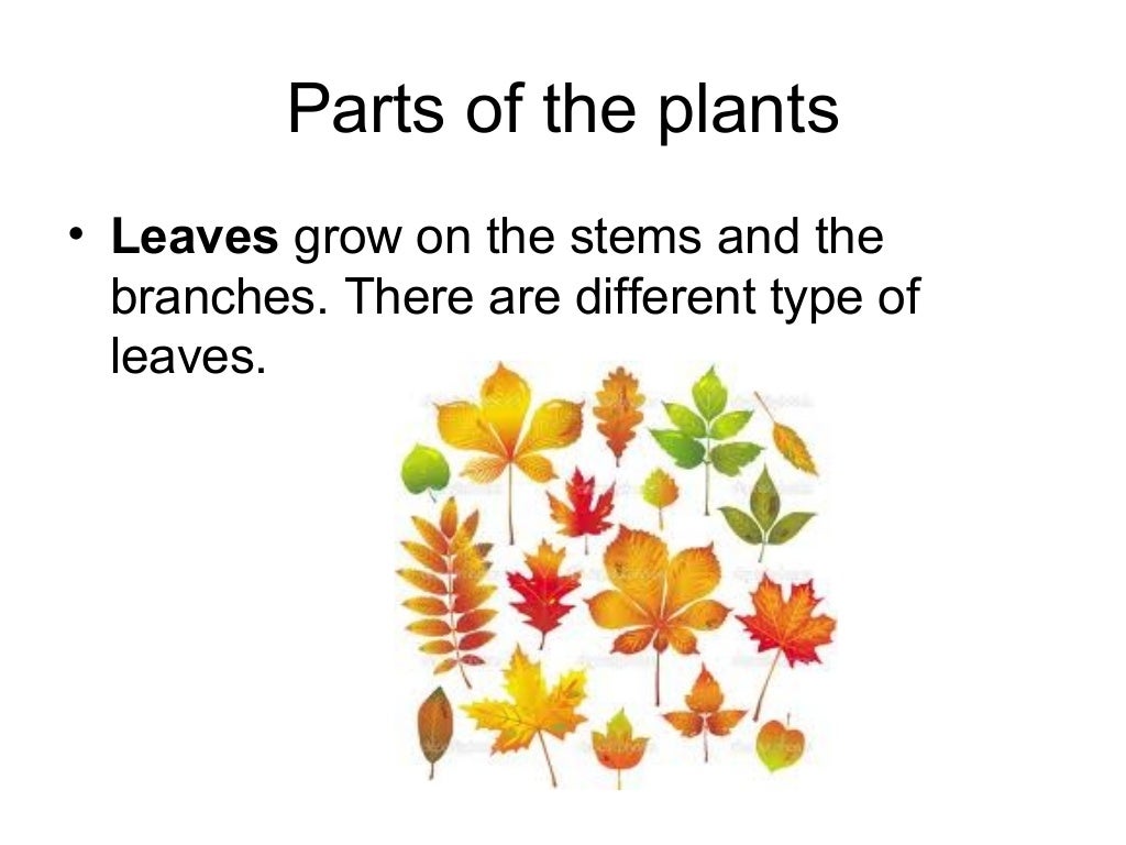 Plants are living things
