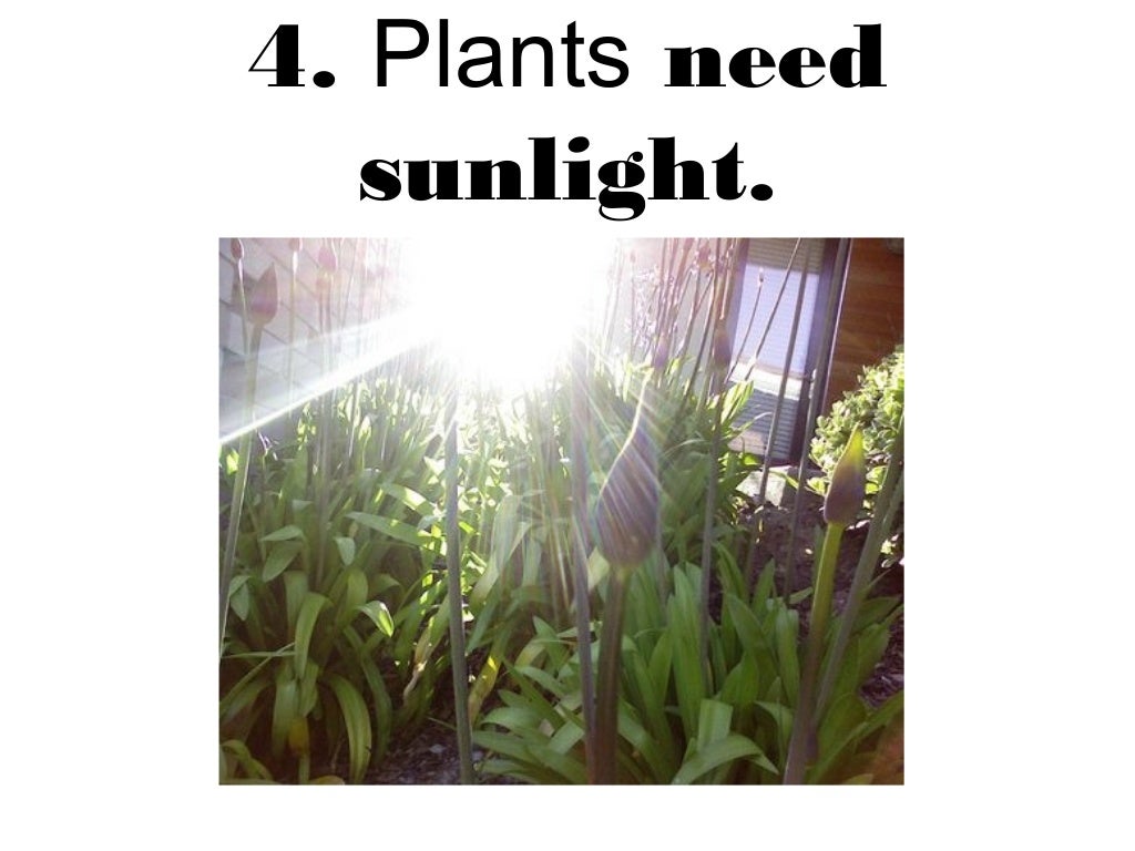 Plants are living things