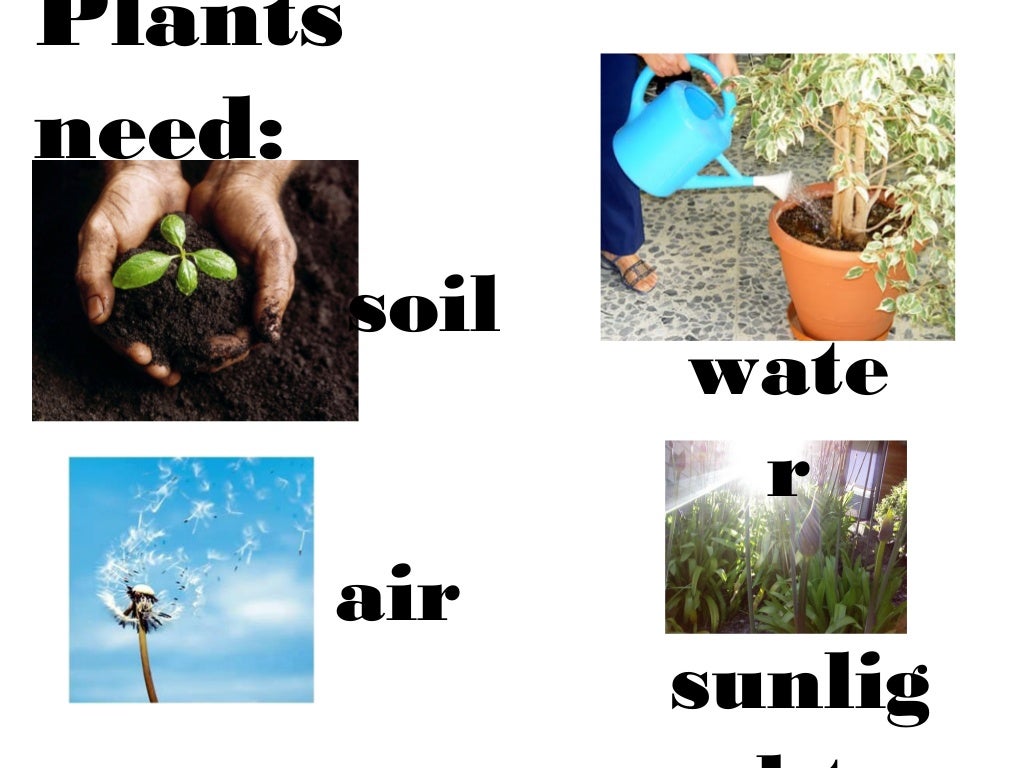 Plants are living things