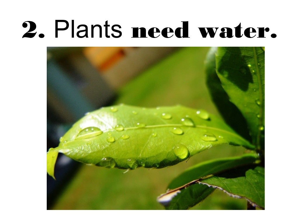 Plants are living things