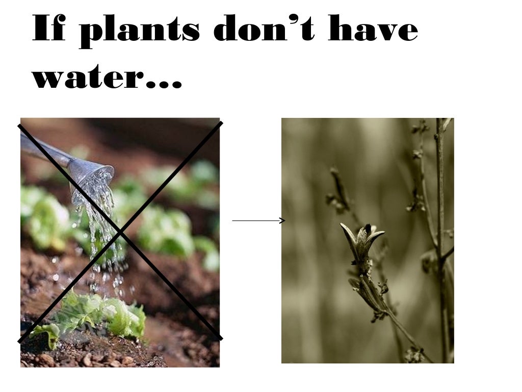Plants are living things
