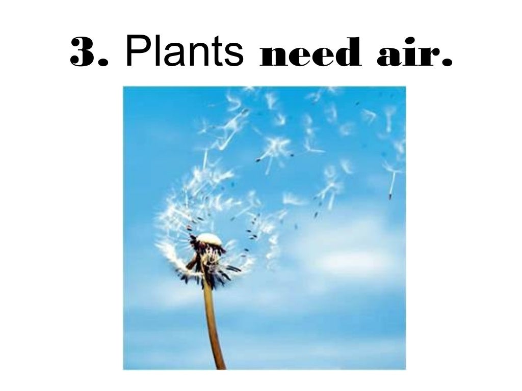 Plants are living things