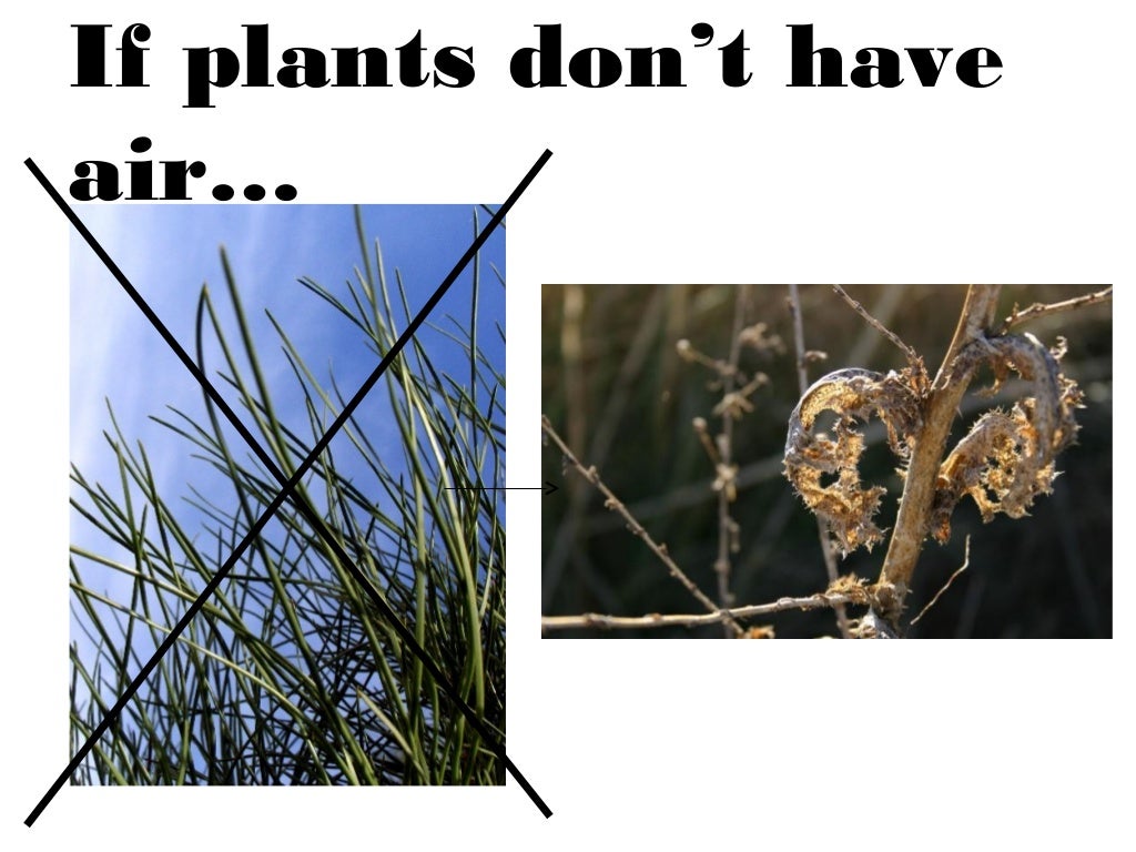 Plants are living things