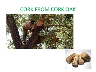 CORK FROM CORK OAK
 