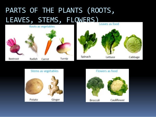 Do Pea Plants Store Food In Their Leaves Do Pea Plants Store Food In Their Leaves