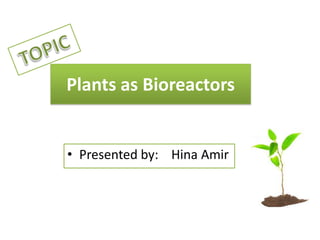 Plants as Bioreactors
• Presented by: Hina Amir
 