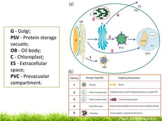 G - Golgi;
PSV - Protein storage
vacuole;
OB - Oil body;
C - Chloroplast;
ES - Extracellular
space;
PVC - Prevacuolar
compartment.
 