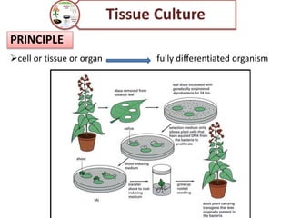 PRINCIPLE
Tissue Culture
cell or tissue or organ fully differentiated organism
 