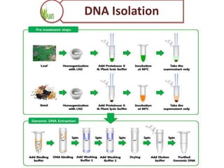 PRINCIPLE
DNA Isolation
 