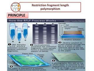 PRINCIPLE
Restriction fragment length
polymorphism
 