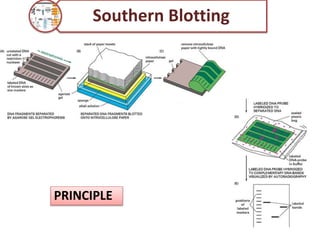 PRINCIPLE
Southern Blotting
 